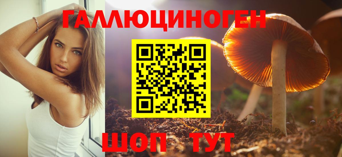 Кизилюрт  Псилоцибиновые грибы GOLDEN TEACHER  Вход с VPN  Псилоцибиновые грибы GOLDEN TEACHER 